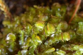 Attēlu rezultāti vaicājumam “Nardia scalaris”