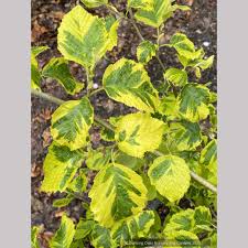 Attēlu rezultāti vaicājumam “Alnus glutinosa”