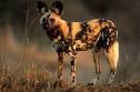 Nigel Dennis Wildlife Photography : Animals by Species
