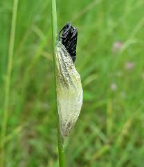 Attēlu rezultāti vaicājumam “Tettigoniodea exuvia”