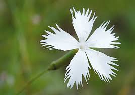 Attēlu rezultāti vaicājumam “Dianthus arenarius”