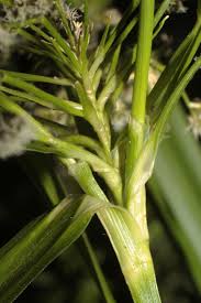 Attēlu rezultāti vaicājumam “Scirpus sylvaticus leaf”