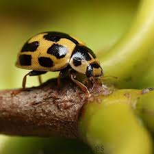 Attēlu rezultāti vaicājumam “Propylea quatuordecimpunctata”