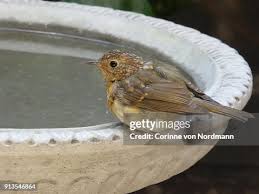 Attēlu rezultāti vaicājumam “Erithacus rubecula juvenile”