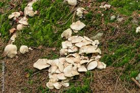 Attēlu rezultāti vaicājumam “Lentinus lepideus”