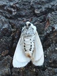 Attēlu rezultāti vaicājumam “Spilosoma lubricipeda”