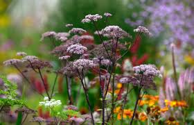 Attēlu rezultāti vaicājumam “Angelica palustris flower”