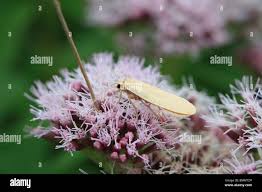 Attēlu rezultāti vaicājumam “Eilema depressa”