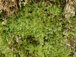 Attēlu rezultāti vaicājumam “Mnium marginatum”