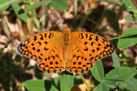 Attēlu rezultāti vaicājumam “Argynnis adippe male”