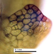 Attēlu rezultāti vaicājumam “Nardia scalaris cells”