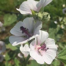 Image result for Althaea officinalis