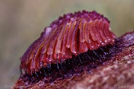 Attēlu rezultāti vaicājumam “Stemonitis lignicola macro”