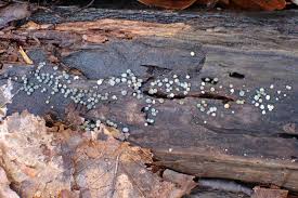 Attēlu rezultāti vaicājumam “Hypocrea gelatinosa”