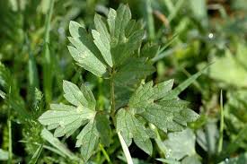 Attēlu rezultāti vaicājumam “Eupteryx vittata”