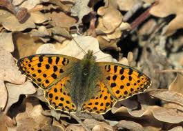 Attēlu rezultāti vaicājumam “Issoria lathonia”