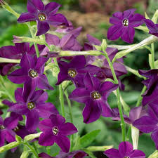 Image result for Nicotiana x sanderae