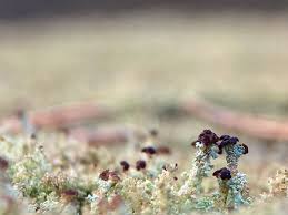 Attēlu rezultāti vaicājumam “Cladonia parasitica”