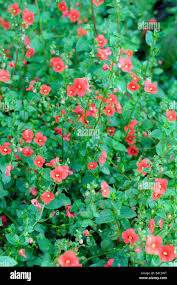 Image result for Alonsoa linearis