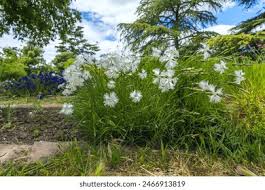Attēlu rezultāti vaicājumam “Dianthus arenarius bud”