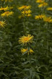 Attēlu rezultāti vaicājumam “Inula salicina flower”