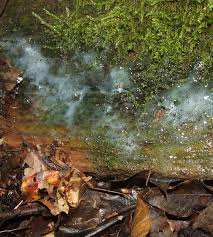 Attēlu rezultāti vaicājumam “Brefeldia maxima plasmodium”