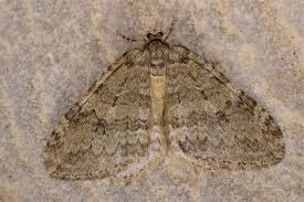 Attēlu rezultāti vaicājumam “Epirrita sp.”