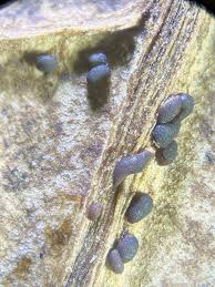 Attēlu rezultāti vaicājumam “Lindbladia tubulina spores”