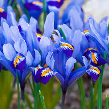 Attēlu rezultāti vaicājumam “Iris reticulata”