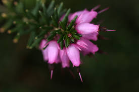 Attēlu rezultāti vaicājumam “Erica tetralix flower”