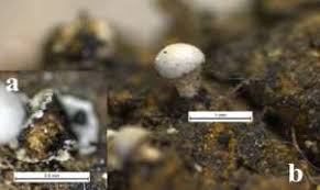 Attēlu rezultāti vaicājumam “Licea minima spores”