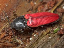 Attēlu rezultāti vaicājumam “Ampedus sanguineus”