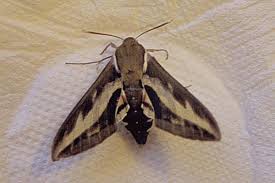 Attēlu rezultāti vaicājumam “Hyles gallii imago”