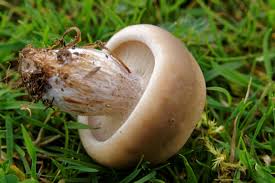 Attēlu rezultāti vaicājumam “Lepista sp.”