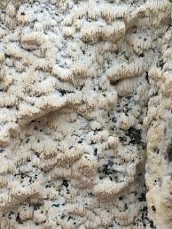 Attēlu rezultāti vaicājumam “Oxyporus corticola”