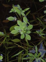 Attēlu rezultāti vaicājumam “Callitrichaceae”