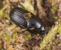 Attēlu rezultāti vaicājumam “Aphodius subterraneus”