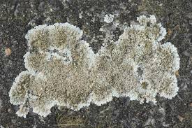 Attēlu rezultāti vaicājumam “Lecanora muralis”