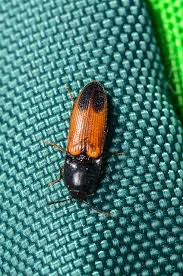 Attēlu rezultāti vaicājumam “Ampedus sp.”