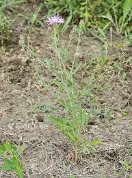Attēlu rezultāti vaicājumam “Centaurea stoebe”