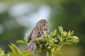 Image result for Emberiza calandra