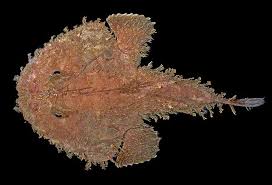 Image result for Lophius americanus