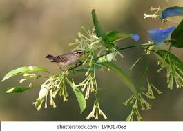 Image result for Phylloscopus humei