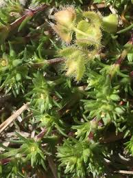 Attēlu rezultāti vaicājumam “Scleranthus annuus flower”