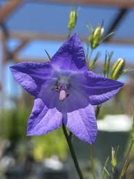 Image result for Campanula spicata