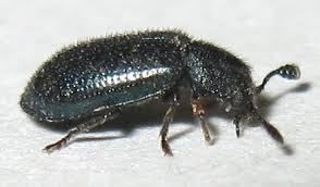 Attēlu rezultāti vaicājumam “Necrobia violacea”