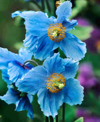 Image result for Meconopsis betonicifolia