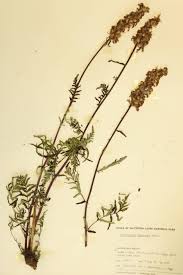 Attēlu rezultāti vaicājumam “Orobanchaceae”