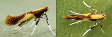 Attēlu rezultāti vaicājumam “Caloptilia alchimiella”