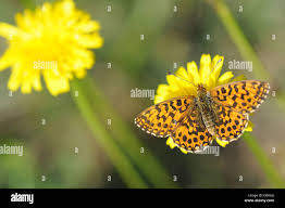 Attēlu rezultāti vaicājumam “Boloria eunomia upperside”